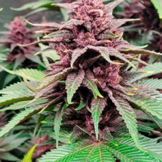 Cannabis seeds Tropicanna Poison Feminised Silver - 500 pcs